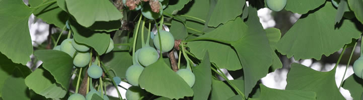 Ginkgo-biloba