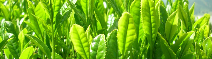 Green tea L-theanine