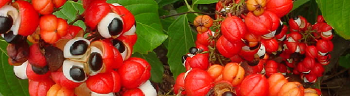 guarana-in-energy-drinks